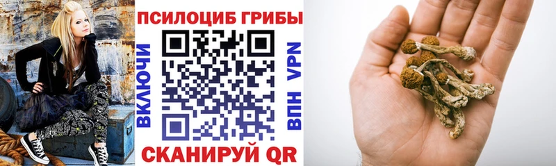 Купить где  Гороховец  Псилоцибиновые грибы Psilocybe 